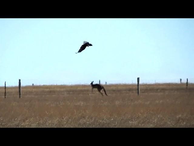 Wedge-Tailed Eagle Attacks Kangaroo in Sleaford, South Australia