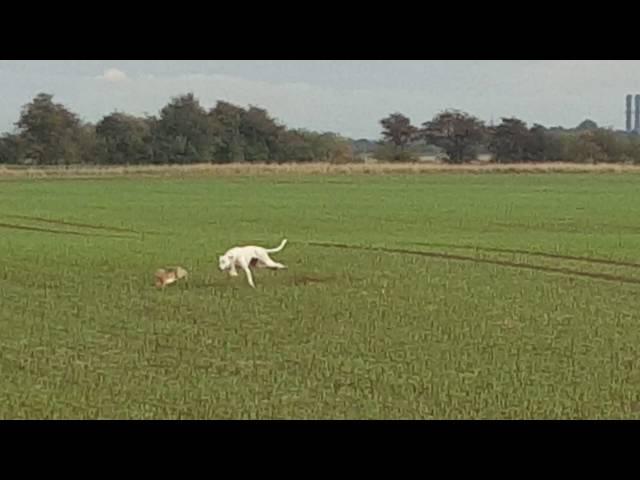 Snowman hare coursing