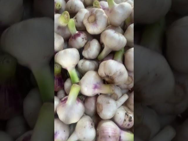 Garlic Price June 15, 2023