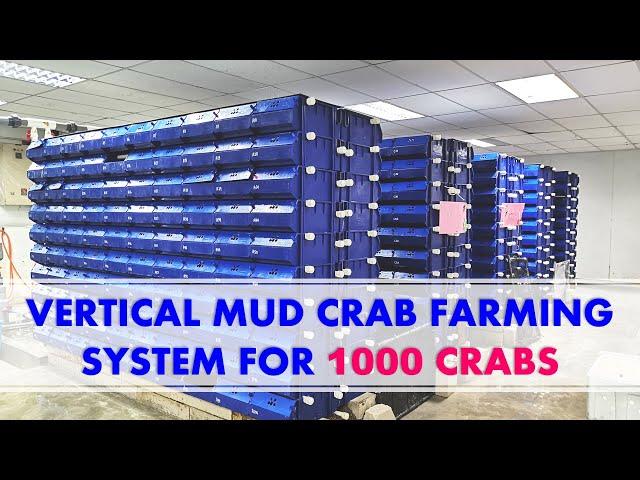 Vertical Mud Crab Farming System For 1000 Crabs With Its Own Water Treatment System