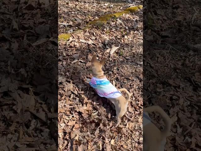 Onuma Park fetch.  #hiking #outdoors