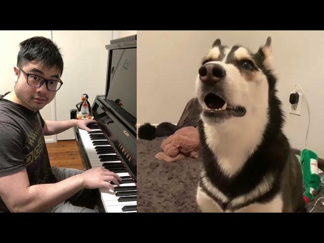 Piano Duet with a Crazy Husky Singing