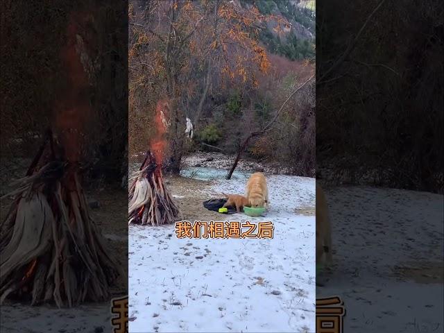 The homeless man and his golden retriever lit a fire to keep warm