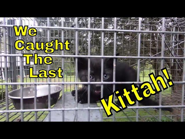 Kitten Rescue: Dr. Lindsay Catches The Last Lonely Kitten : Family Reunited!