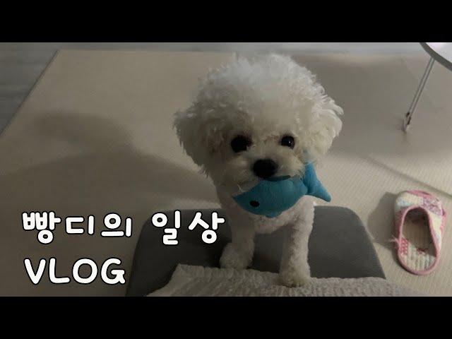 vlog ⎮ 빵디의 평범한 일상 브이로그 ⎮ 반려견 용품 (feat.정글몬스터)