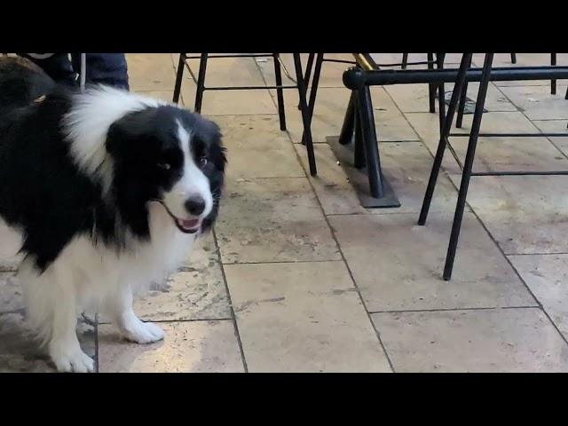 "So who wants to pet me next?" Beautiful dog loves being petted