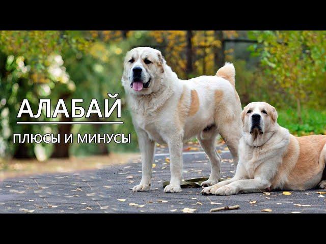 СРЕДНЕАЗИАТСКАЯ ОВЧАРКА (АЛАБАЙ). Плюсы и минусы азиата CENTRAL ASIAN SHEPHERD DOG (ALABAY)