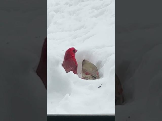Snow dining, five-star experience#wintermagic #naturalwonders #torontolife #cardinal #backyard