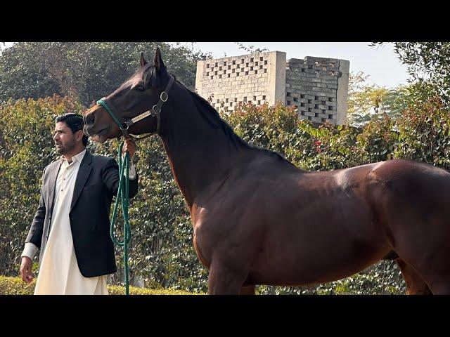 Best Horse For breeding At Tm Stud farm in Lahore