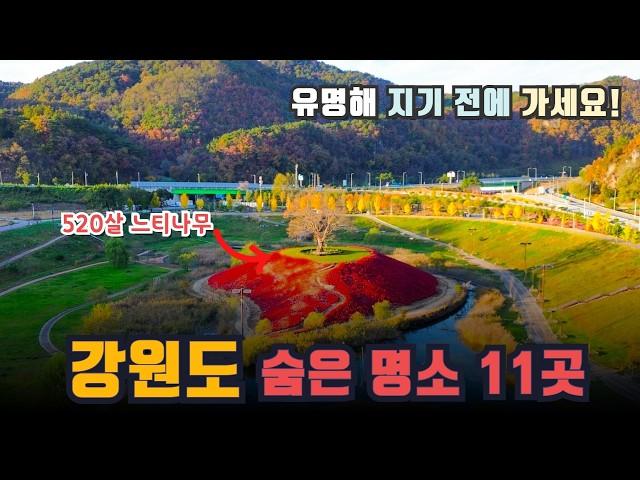 최근 알려지기 시작한 강원도 신상 & 숨은 명소 베스트 11  #영월강변저류지수변공원 황지연못 구문소 천년주목숲 도째비골 외