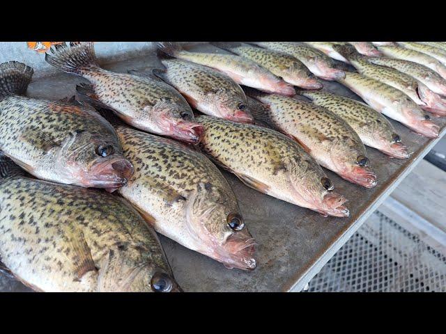 Catch Loads Of Crappie For Dinner Easy With This Fall Fishing Technique! CRAPPIE FISHING 2024