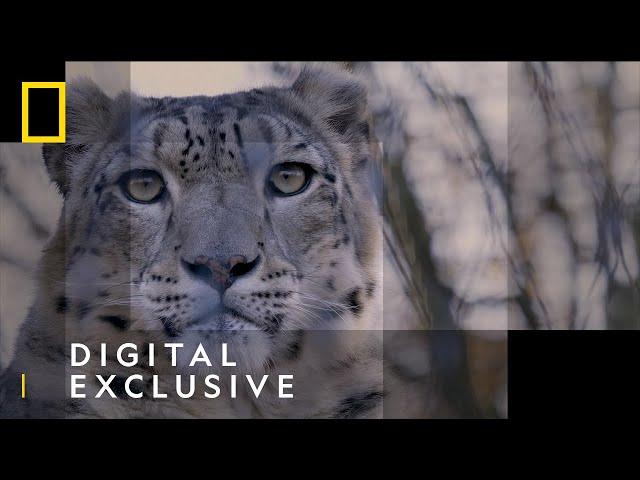 Snow Leopards | 101 Facts | National Geographic Wild UK