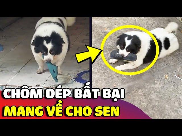 Chiếc chó mập với biệt tài 'CHÔM DÉP' bất bại mang về nhà cho Sen  | Gâu Đần