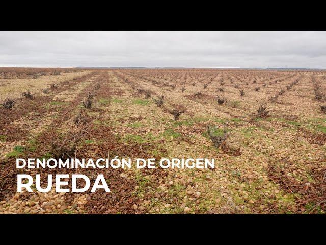 Spanish Wine Regions: Rueda