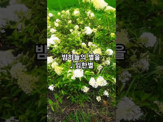 밤하늘의 별을 따서 너에게 줄래 #임한별 #밤하늘의별을 #추천발라드 #꽃