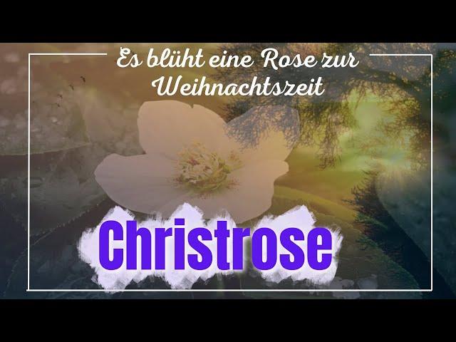 Es blüht eine Rose zur Weihnachtszeit - Das Lied von der Christrose (René Kollo)