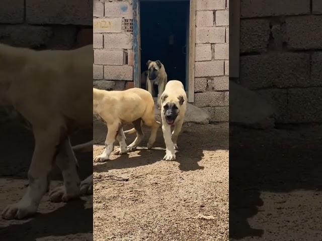 MOST aggressive Turkish Kangal dog transformation  #shorts #youtubeshorts