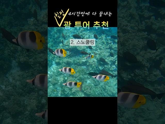 안하면 후회하는 괌 돌핀투어 추천! #괌여행 #돌핀투어 #호핑투어 #shorts