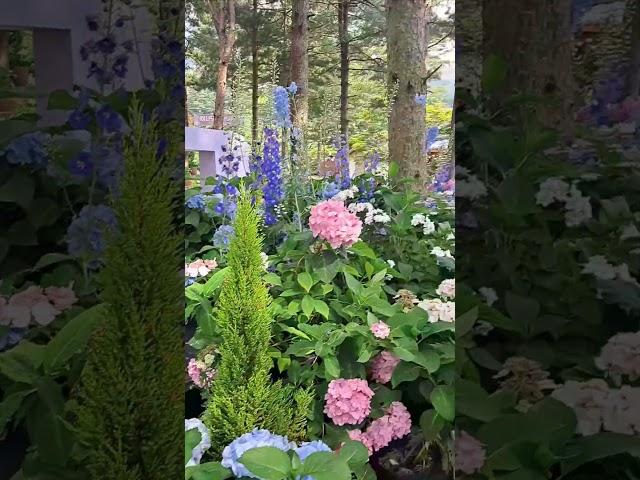 #아침고요수목원 색색의 수국