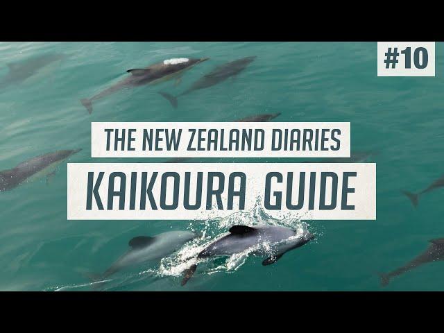 Wild Dolphins & Seals of Kaikoura  The BEST Wildlife Tour | New Zealand Guide #10