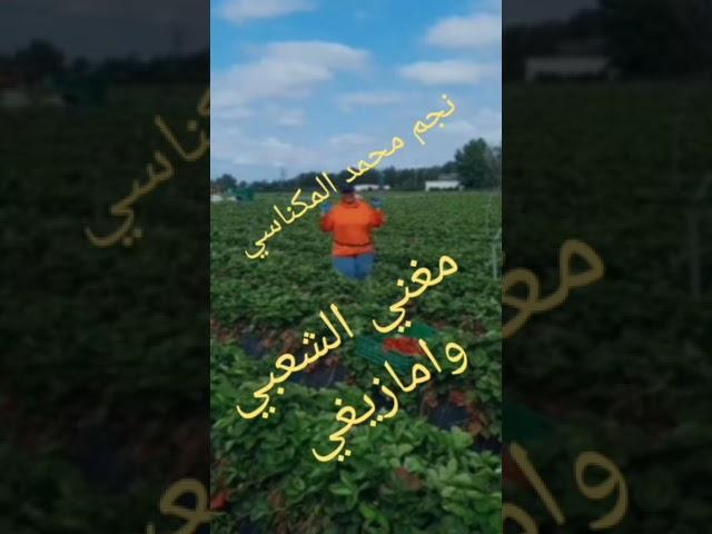النجم محمد المكناسي مغني الشعبي وامازيغي// عنوان انغاخ الزمان//2023
