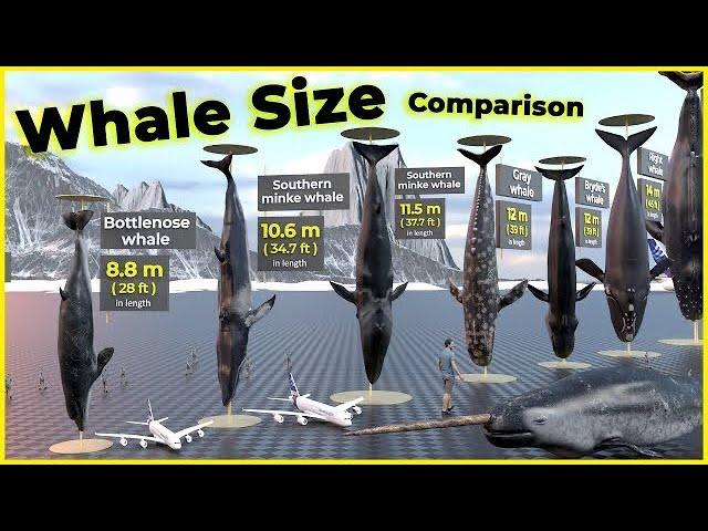 Biggest Whales in the world  | Blue Whales | Monster Whales