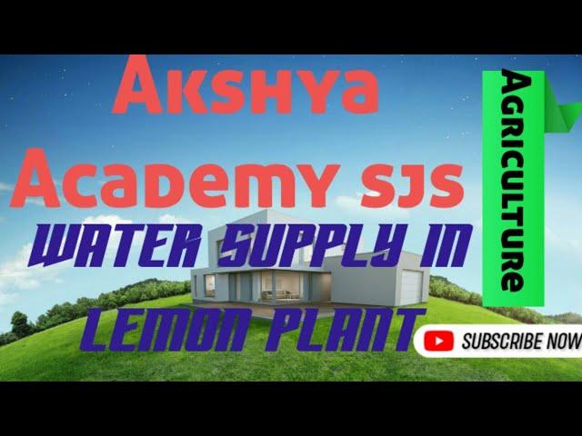 water  supply in lemon plant
