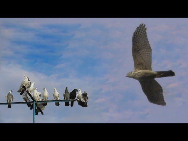 Зимние Атаки Ястреба на Голубей 2024 Winter Hawk Attacks on Pigeons 2024