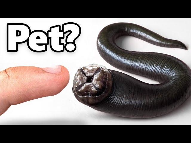 I Got a Pet Leech (yes, really)