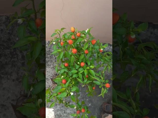 cherry chilli in my terrace garden #garden #plants