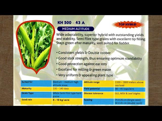 MAIZE SEED HYBRID CATALOGUE