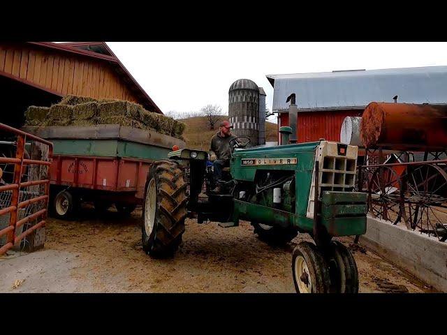 What We Feed Our Cows On A Dairy Farm!