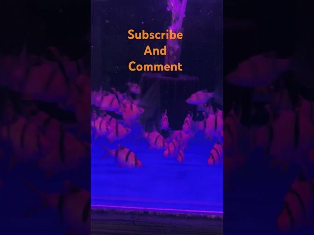 Tiger barbfish shorts#tigerbarb#fish#barbfish#fishtank#tigerfish#ytshorts#youtubeshorts #aquarium