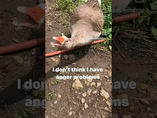 The geese don’t think they have anger problems