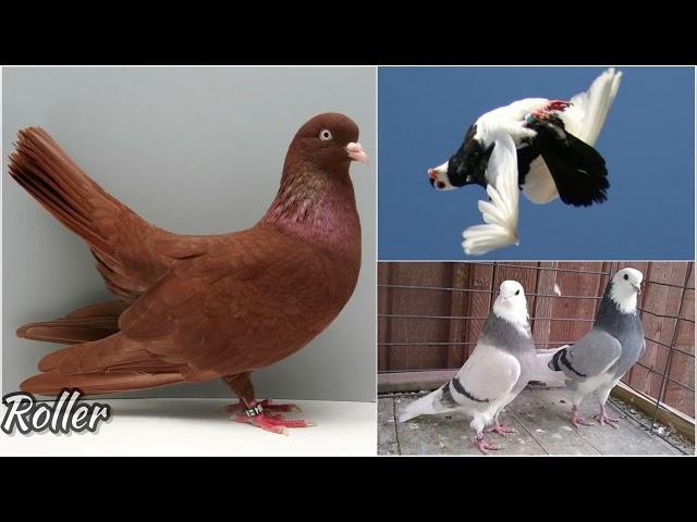 29 types of pigeons