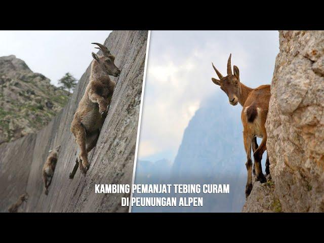 Demi Makan, Kambing Ini Memanjat Tebing Miring Nyaris 90 Derajat - Kambing Alpine Ibex