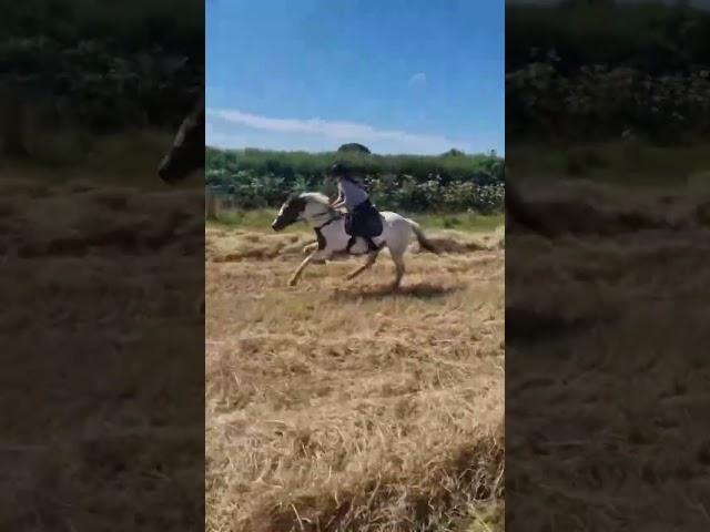 Love horses amazing hack Xxx ️