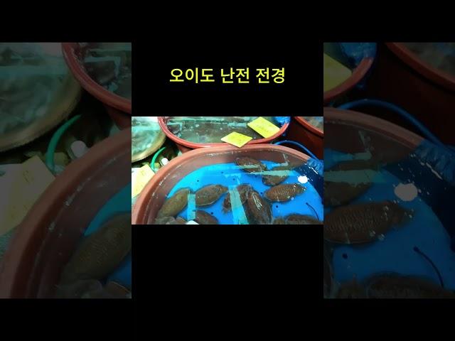 오이도 난전