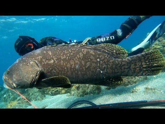 GIANT GROUPER IN SHALLOW WATER || SPEARFISHING PHILIPPINES || NEW SPECIES UNLOCK!