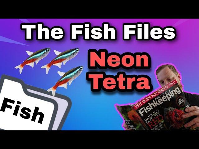 Fish-File The Neon Tetra
