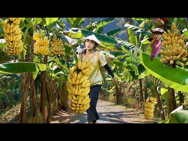 Country Girl Banana Harvest Go To Market Sell | Make Banana Cake and Enjoy a Peaceful Life