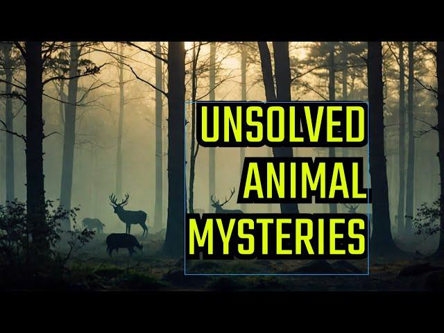 Mysterious Animal Kingdom Secrets Revealed!