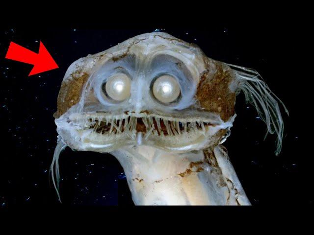 Top 10 Most UNUSUAL Deep Sea Creatures Ever Discovered