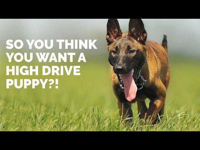 So, You Think You Want a HIGH DRIVE Puppy?!