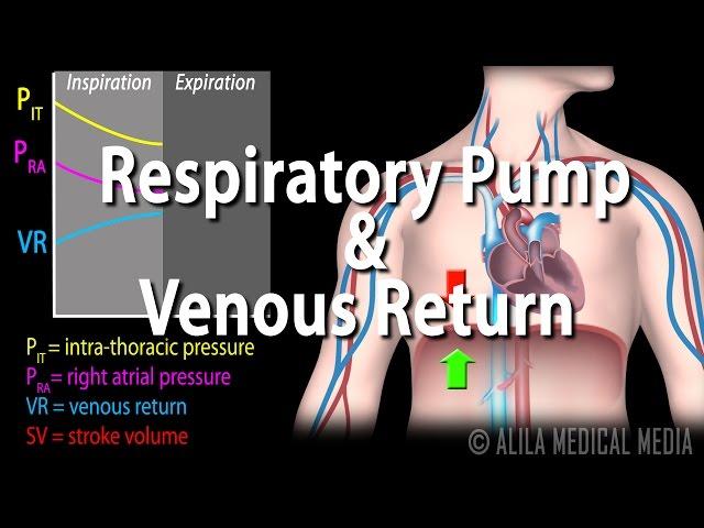 How Respiratory Pump Affects Venous Return, Animation.