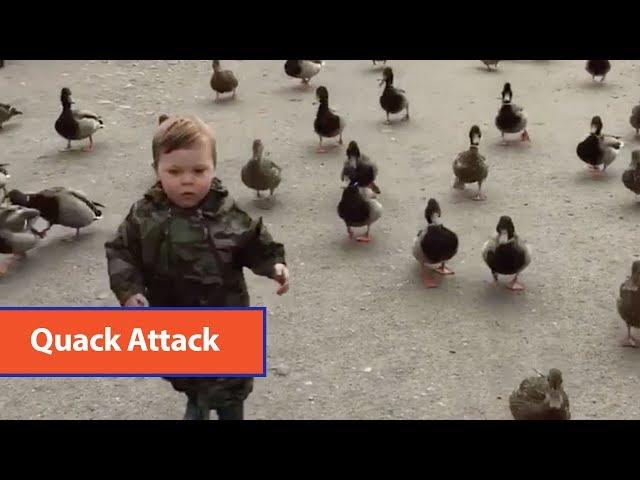 Toddler Leads Duck Army