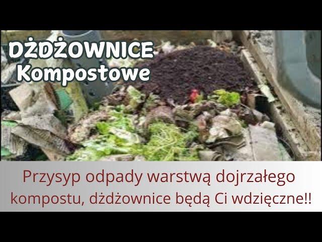 Czy dżdżownice poradzą sobie z moim bałaganem?