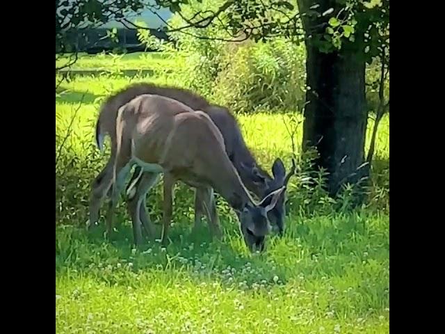 Whitetail Deer Family Feeding in a Field