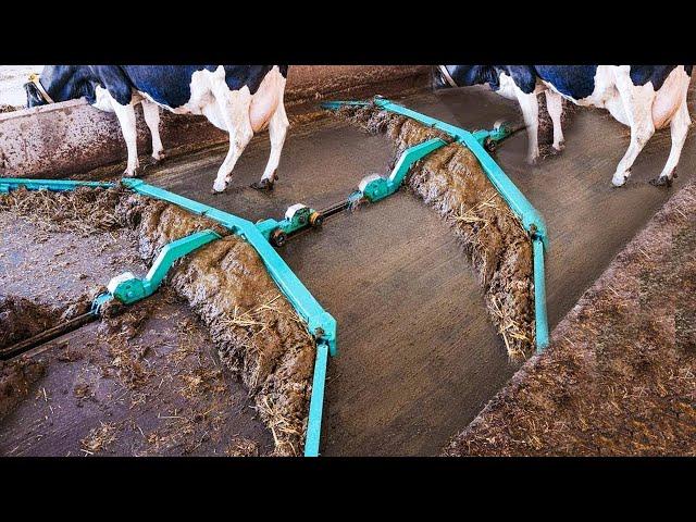 Amazing Modern Automatic Cow Farming Technology - Fastest Feeding, Cleaning and Milking Machines