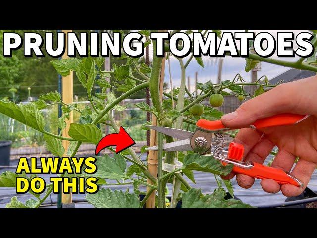 Prune ALL Of Your Tomato Plants Like This RIGHT NOW!